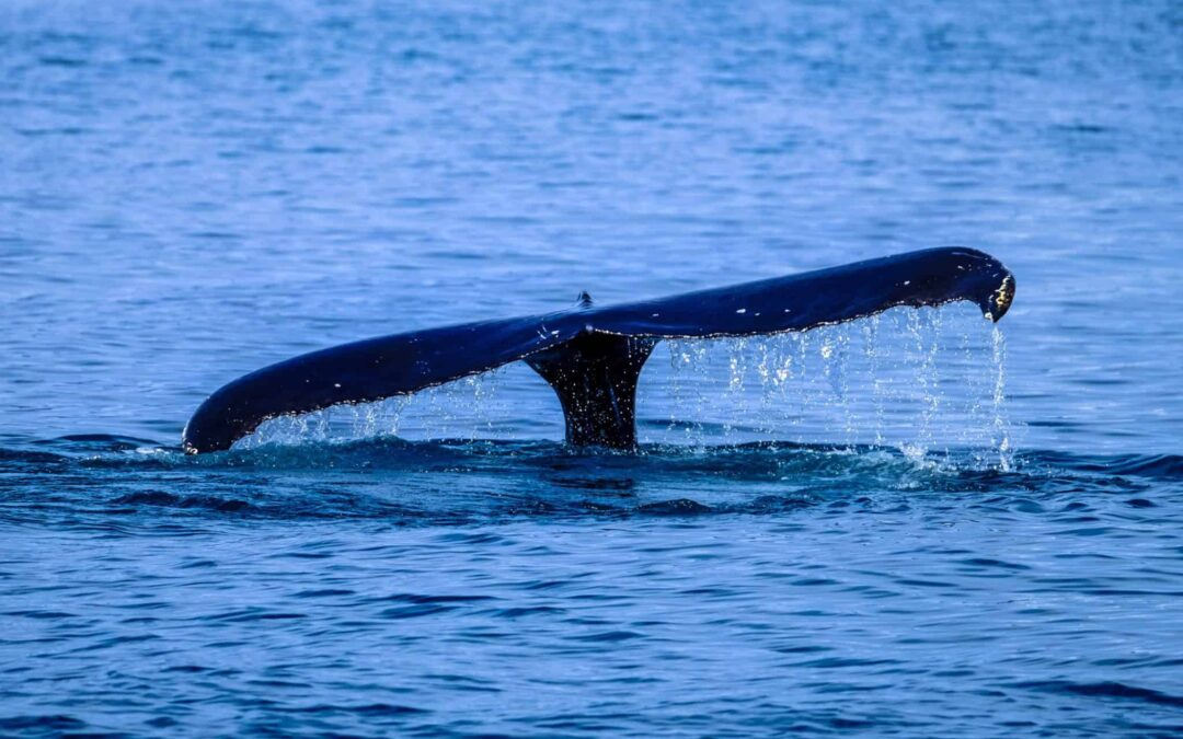 An African Whale’s Tail